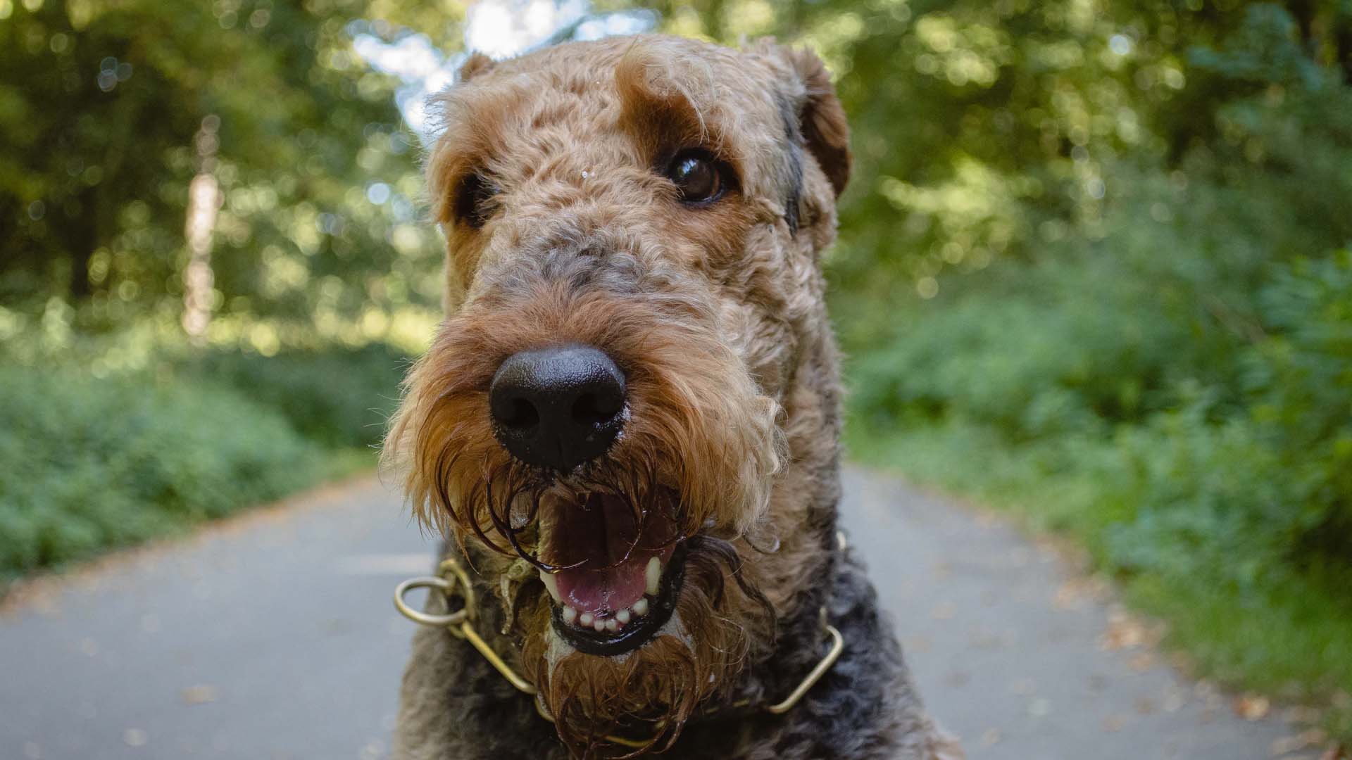 Airedale Terrier – Care and Grooming