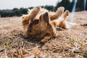 Fear and Phobia in Dogs